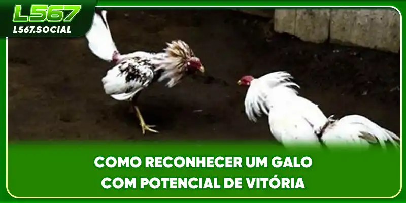 Como reconhecer um galo com potencial de vitória