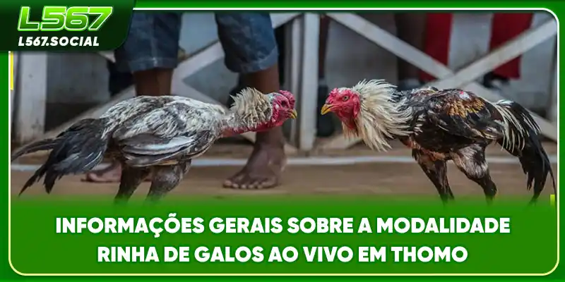 Informações gerais sobre a modalidade rinha de galos ao vivo em Thomo
