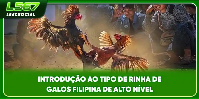 Introdução ao tipo de rinha de galos Filipina  de alto nível