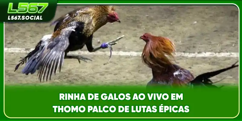 Rinha De Galos Ao Vivo Em Thomo Palco De Lutas Épicas