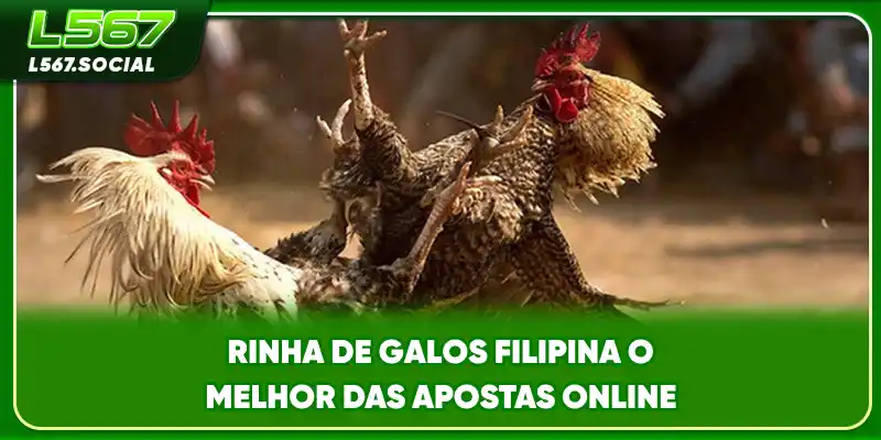 Rinha De Galos Filipina - O Melhor Das Apostas Online